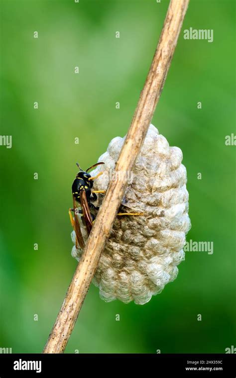 Common Wasp Sitting On Small Nest On Dry Stalk Of Grass Blurred