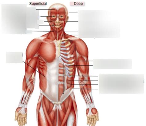 Axial Muscles Diagram | Quizlet