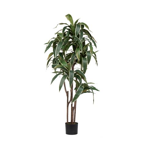 Dracena Cordyline H 150cm / H 180cm - Floralies