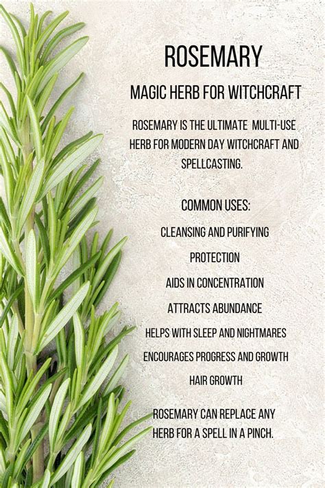 Rosemary Uses for Witchcraft | Magic Herb Meaning | Magic herbs ...