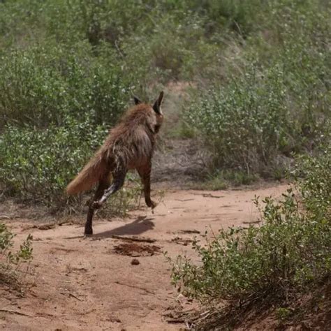 Aardwolf - Facts, Diet, Habitat & Pictures on Animalia.bio