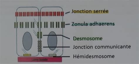 UE1 Communication Cellulaire Les Jonctions Cellulaires Flashcards