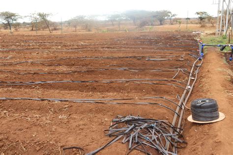 Drip Irrigation In Kenya Best Irrigation Systems In Kenya