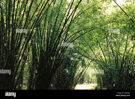 Bamboo Tree Plantation Kerala India Asia Stock Photo Alamy