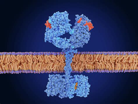 The Epidermal Growth Factor Receptor Photograph By Juan Gaertner Pixels