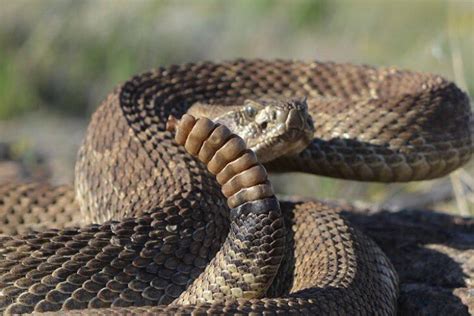 Rattlesnakes are coming out of their dens, and they’re doing just fine – Colorado Daily