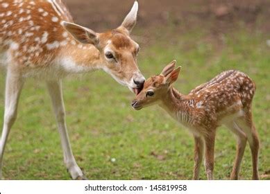 3 Cute Fawns Free Photos and Images | picjumbo