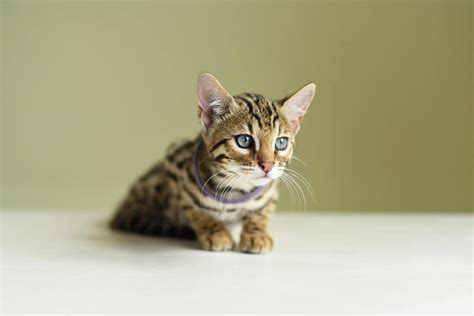 Small Exotic Cat Breeds That Are Allowed As Pets Pictures Facts