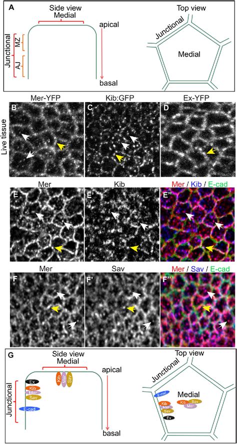 Figure From Kibra And Merlin Activate The Hippo Pathway Spatially