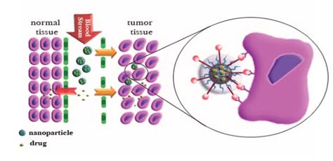 The Concept Of Passive Targeting Through The Epr Effect And Active