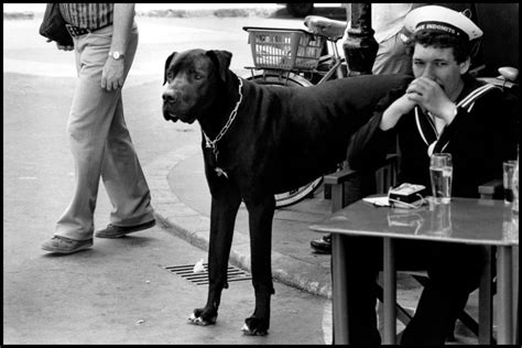 Elliott Erwitt - 1979. | Elliott erwitt, Magnum photos, Dog years