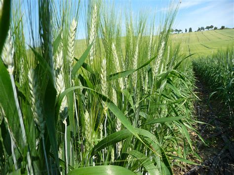 Grano Duro Le Varietà Più Adatte Per Fare Produzione Biologica