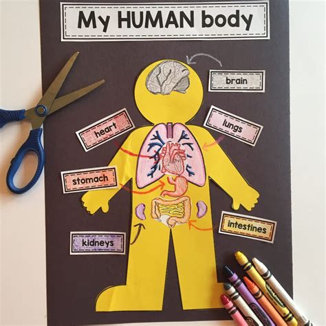 parts   body activity life size human body collaborative posters