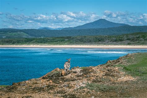 Moonee Beach Nature Reserve: Wild Kangaroos in NSW