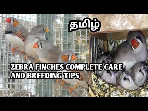 Zebra Finches Complete Care And Breeding Tips In Tamil Youtube