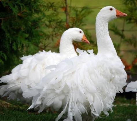 Fancy Ducks Sebastopol Geese Beautiful Birds Pretty Birds