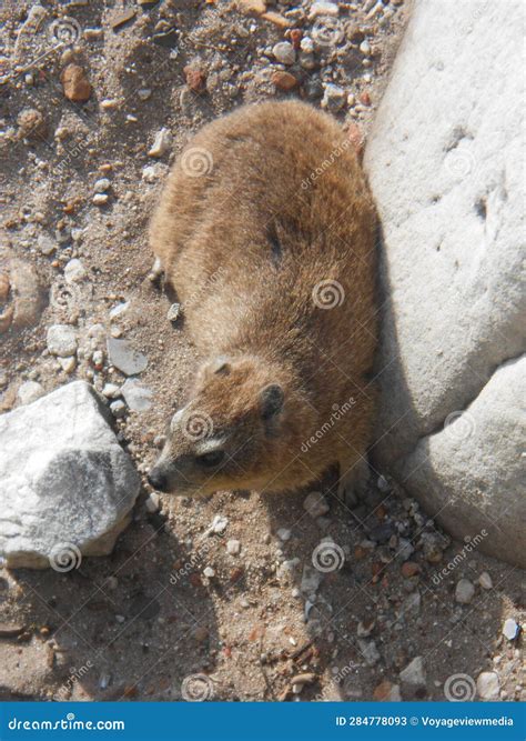 Rock Hyrax Portrait Table Mountain Stock Image Image Of South