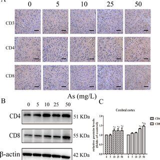 Effect Of Arsenic Exposure On Bloodbrain Barrier Permeability In Mice