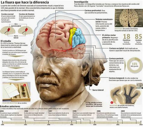 Un Vistazo Al Cerebro De Albert Einstein Astrolabio