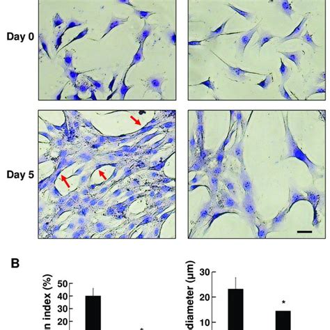 Inhibition Of Myogenic Differentiation In C2C12 DPY19L3 KO Cells A B