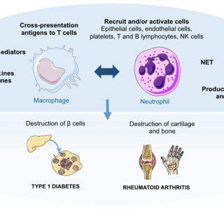 Neutrophil extracellular traps. Neutrophil extracellular traps (NETs ...