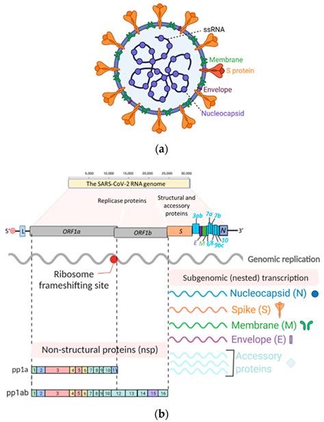 Viruses Free Full Text Insights Into SARS CoV 2 Persistence And Its