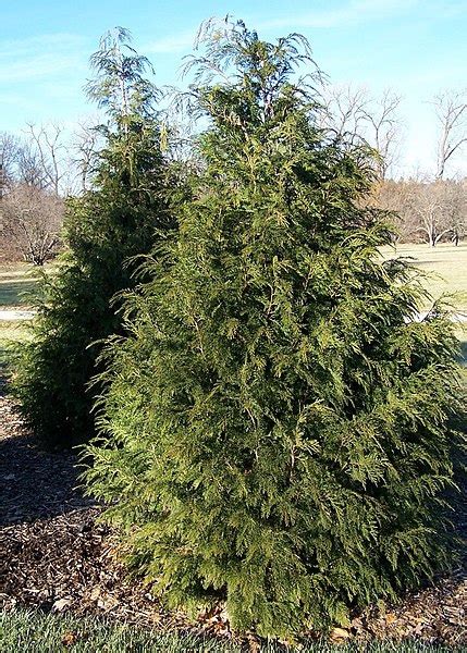 Callitropsis Nootkatensis Alaska Cedar Alaska Cypress Alaska Yellow