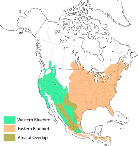 Which Bluebird Species Are You Seeing In Your State Avian Report