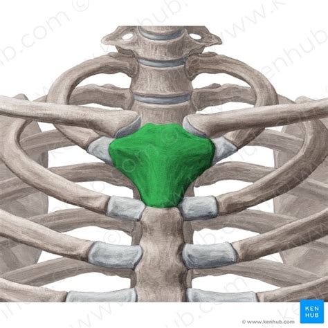 Sternum Bones And Markings Flashcards Quizlet