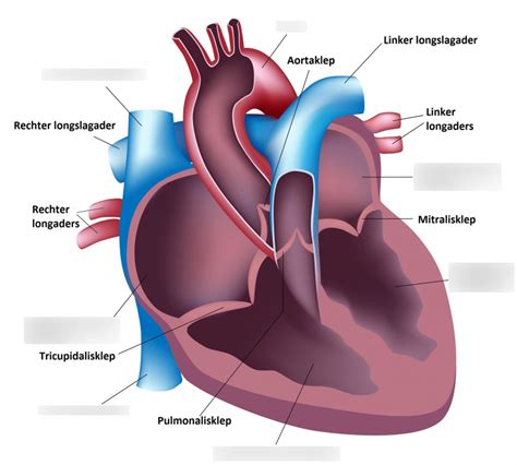 Cardiovasculair Systeem Diagram Quizlet