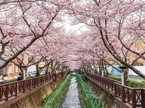 Spring South Korea Wallpapers Wallpaper Cave