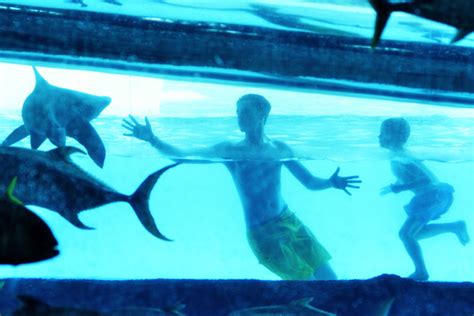 Swim With The Sharks At The Golden Nugget — Photos Las Vegas Review Journal