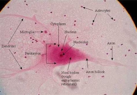 Neuron slide, labeled | Study flashcards, Tissue biology, Human anatomy ...