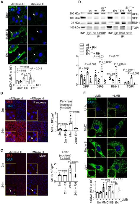 Rpa Mediates The Nucleocytoplasmic Transport Of Ssdna Moieties A