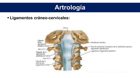 Anatomía De Columna Cervical Ppt