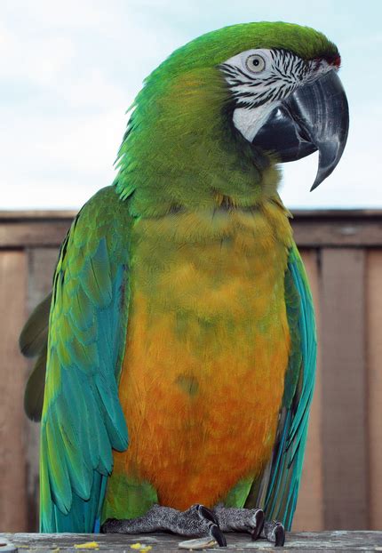 Miligold Macaw Live Zoo Animals Tropical Fish Birds Reptiles