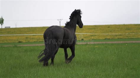 Friesian Stallion Running in Winter Field. Black Friesian Horse Runs ...