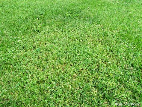 Mouse Ear Chickweed Purdue University Turfgrass Science At Purdue