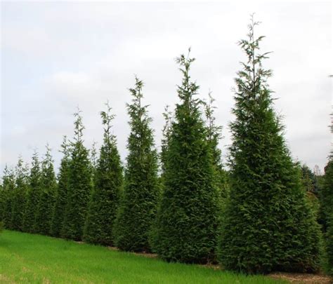 Best Deer Resistant Evergreen Shrubs And Trees For Privacy Hedge Full