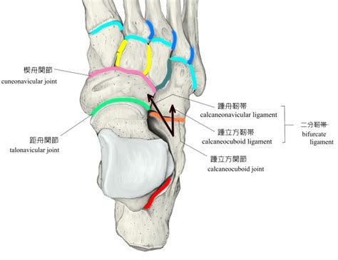 Visual Anatomy 視覚解剖学