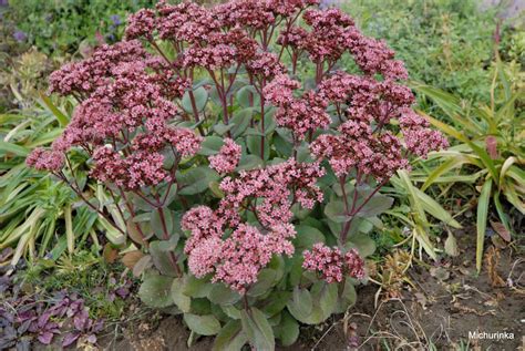 Очиток Матрона (94 фото) » НА ДАЧЕ ФОТО