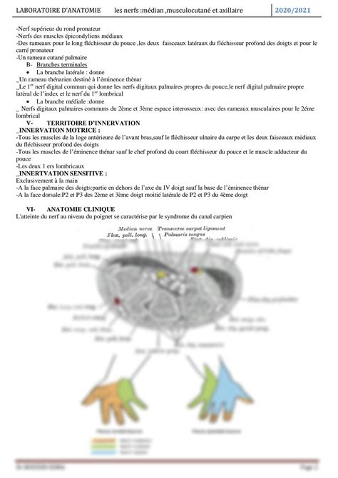 Solution Anatomie An Poly Nerf Median Musculocutanee