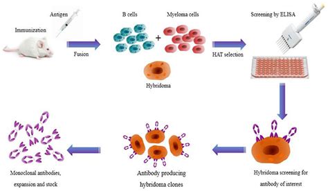 Monoclonal Antibodies: The Guided Missiles Of Medicine | Hackaday