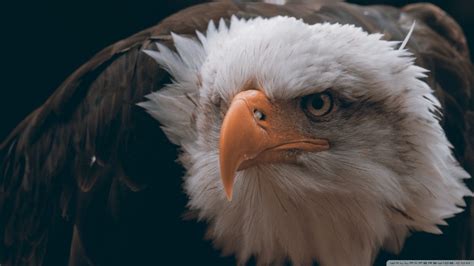 Fond d écran des oiseaux animaux plumes fermer faune oiseau de