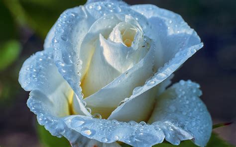 Light blue rose, petals, water drops, dew wallpaper | flowers ...