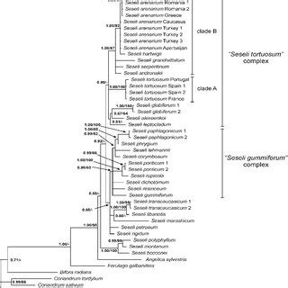 Bayesian Analysis Phylogenetic Tree Of NrITS ETS Nucleotide Sequences