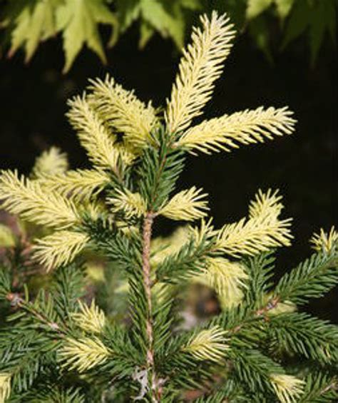 Picea Abies Perrys Gold Golden Dwarf Norway Spruce Kigi Nursery