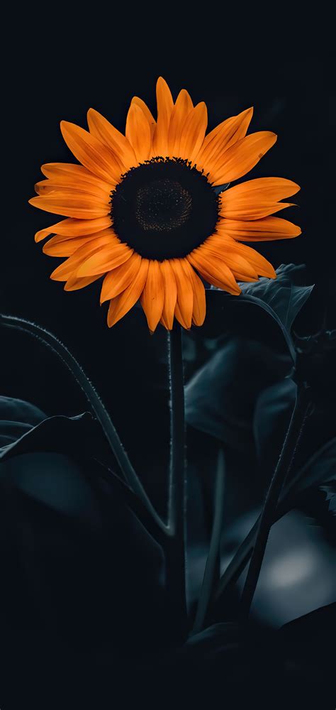 Wallpaper Sunflower, Flower, Plant, Petal, Orange, Background ...