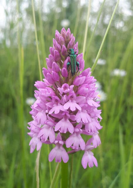 Pyramidal Orchid By The Busway Hugh Venables Geograph Britain And