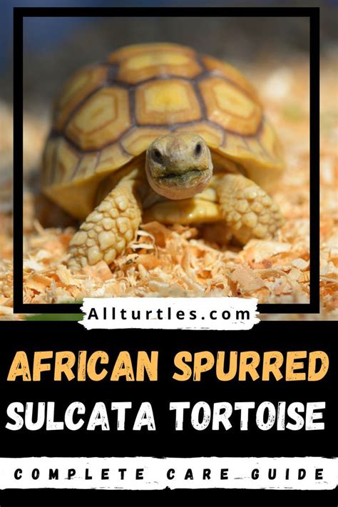 Sulcata tortoise african spurred care guide – Artofit